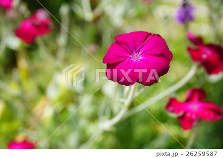 華やかな赤いスイセンノウ 26259587