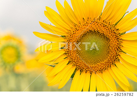 Sun flower with copy space for your background. Sun flower with copy space for your background. 26259782