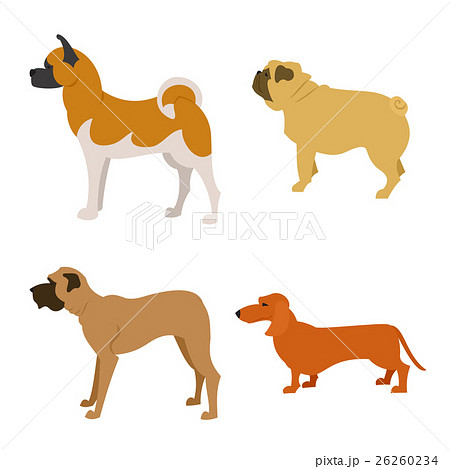 Set of purebred dogs isolated on white background Set of purebred dogs isolated on white background 26260234