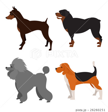 Set of purebred dogs Set of purebred dogs 26260251
