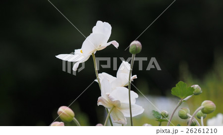 秋の一日に出会ったお花 秋の一日に出会ったお花 26261210