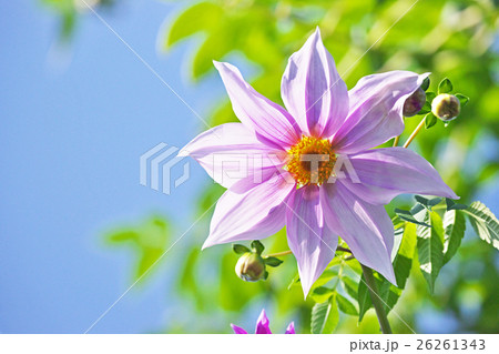 コウテイダリア コウテイダリア 26261343