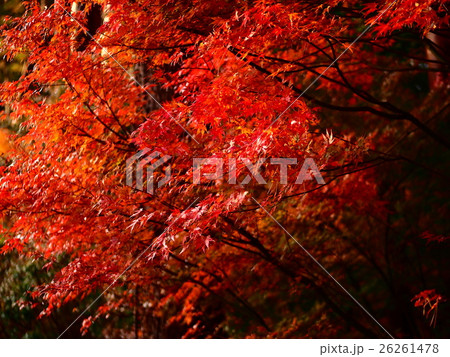 臼木山の紅葉 臼木山の紅葉 26261478