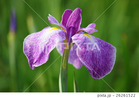 ハナショウブ ハナショウブ 26261522