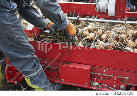 農業イメージ 野菜の収穫 農業イメージ 野菜の収穫 26261729