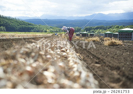 農業イメージ 野菜の収穫 農業イメージ 野菜の収穫 26261753
