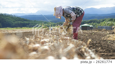 農業イメージ　野菜の収穫 26261774