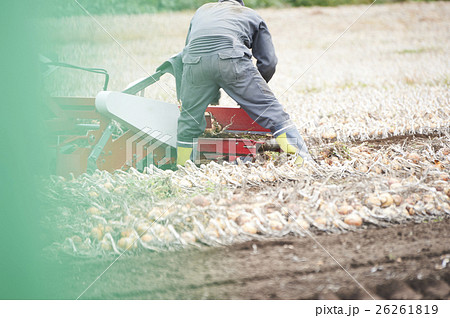 農業イメージ 野菜の収穫 農業イメージ 野菜の収穫 26261819