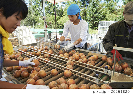 農業体験をする若者 農業体験をする若者 26261820