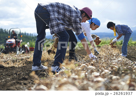 農業体験をする若者 26261937