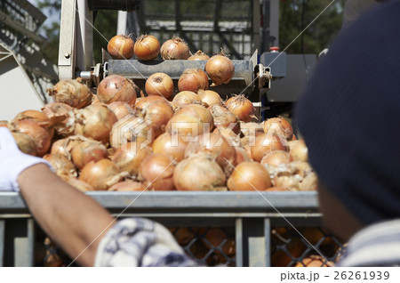 農業イメージ 野菜の収穫 農業イメージ 野菜の収穫 26261939