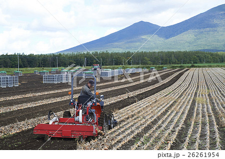 農業イメージ 野菜の収穫 農業イメージ 野菜の収穫 26261954