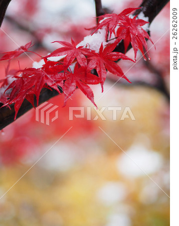 雪と紅葉 26262009