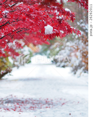 雪と紅葉 26262011
