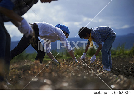 農業体験をする若者 26262086