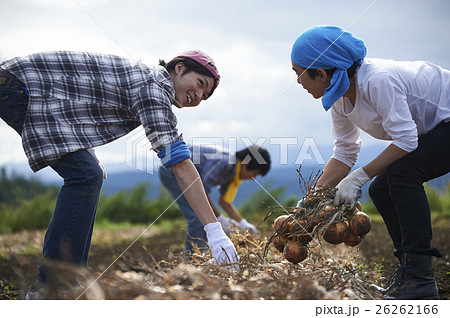 農業体験をする若者 26262166