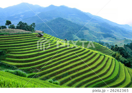 Rice fields on terraced in rainny season  26262365
