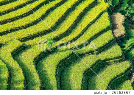 Rice fields on terraced in rainny season  26262367