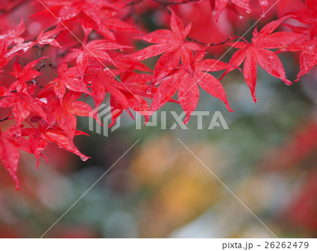 雨に濡れた真っ赤なモミジ 26262479