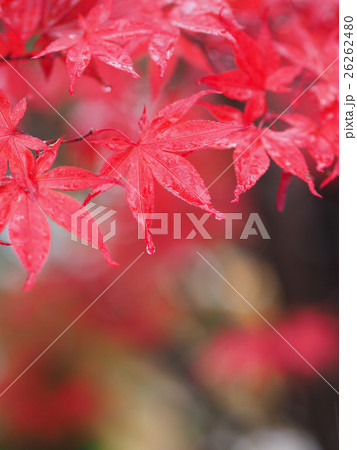 雨に濡れた真っ赤なモミジ 26262480