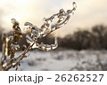 Branch of plant in the ice. Snowy winter landscape 26262527