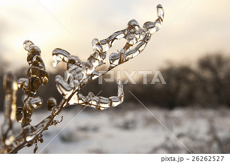 Branch of plant in the ice. Snowy winter landscape 26262527