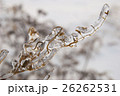 Branch of plant in the ice. Snowy winter landscape 26262531
