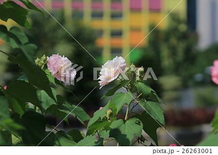 the confederate rose ; Hibiscus mutabilis 26263001