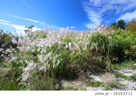 六甲山最高峰931m地点(一等三角点)に広がる秋風そよぐススキの群生 六甲山最高峰931m地点(一等三角点)に広がる秋風そよぐススキの群生 26263211