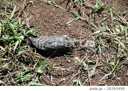 ゾウガメの糞 26263490