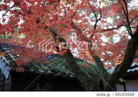 紅葉とコケ 紅葉とコケ 26263686
