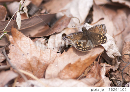 ミヤマセセリ 26264102