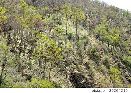 春の息吹の山稜 26264216