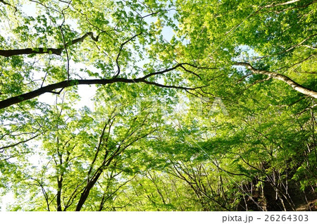 鍋割山の森の新緑 鍋割山の森の新緑 26264303