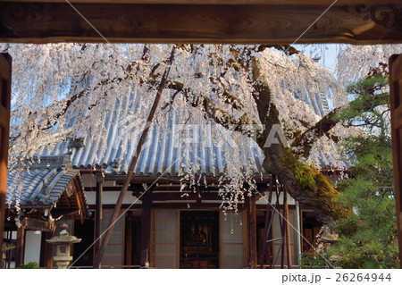 愛知県犬山市圓明寺のしだれ桜 26264944