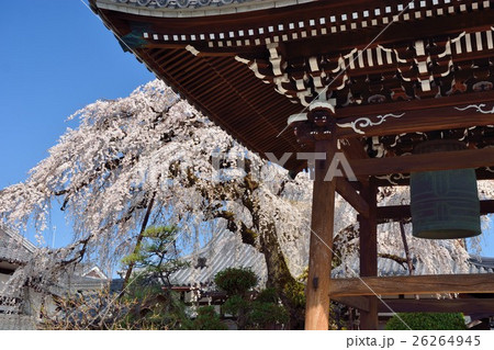 愛知県犬山市圓明寺のしだれ桜と鐘楼 26264945