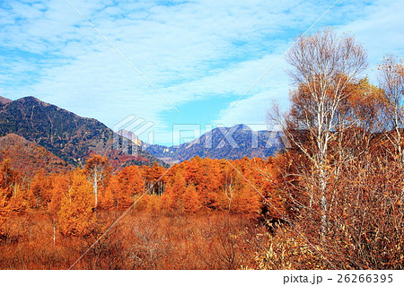 戦場ヶ原 紅葉の写真素材