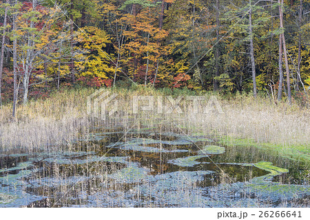 秋色の磐梯山腹の沼 26266641