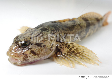 カジカ 鰍 俯瞰 清流の魚の写真素材