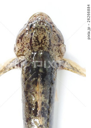 カジカ(鰍) 頭部上面 清流の魚 カジカ(鰍) 頭部上面 清流の魚 26266884