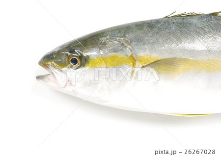 ヒラマサ(平政)の幼魚 頭部 海のスプリンター ヒラマサ(平政)の幼魚 頭部 海のスプリンター 26267028