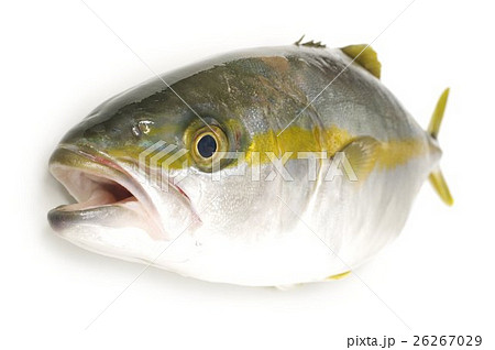 ヒラマサ(平政)の幼魚 俯瞰横 海のスプリンター ヒラマサ(平政)の幼魚 俯瞰横 海のスプリンター 26267029