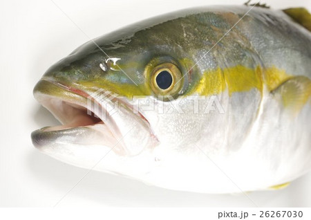 ヒラマサ(平政)の幼魚 頭部俯瞰 海のスプリンター ヒラマサ(平政)の幼魚 頭部俯瞰 海のスプリンター 26267030