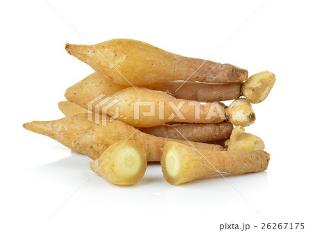 Fingerroot, Kaempfer, Boesenbergia  26267175