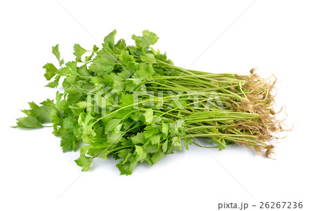 Fresh green celery isolated on white background 26267236