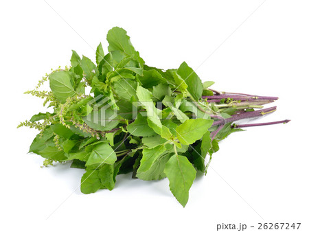 Holy basil or tulsi leaves 26267247