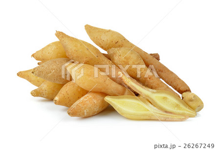 Fingerroot, Kaempfer, Boesenbergia Fingerroot, Kaempfer, Boesenbergia 26267249
