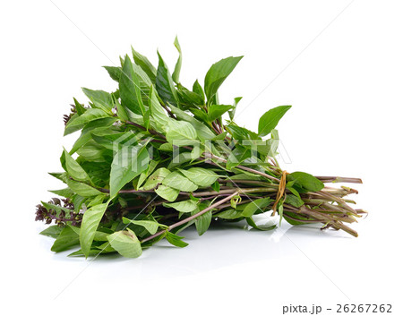 Sweet Basil on white background Sweet Basil on white background 26267262