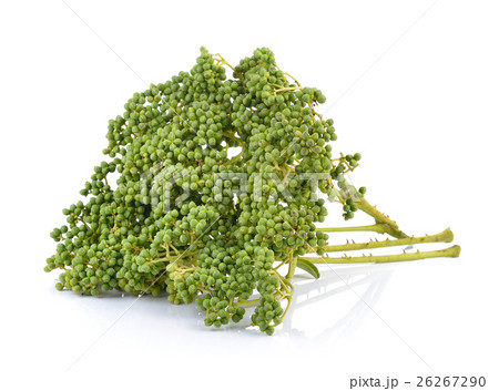 fresh Zanthozylum limonella Alston fresh Zanthozylum limonella Alston 26267290