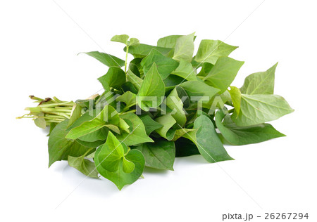 Herbal fish mint leaves 26267294